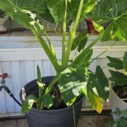 Plants For Sale