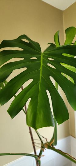 Monstera Deliciosa Live Indoor Plant
