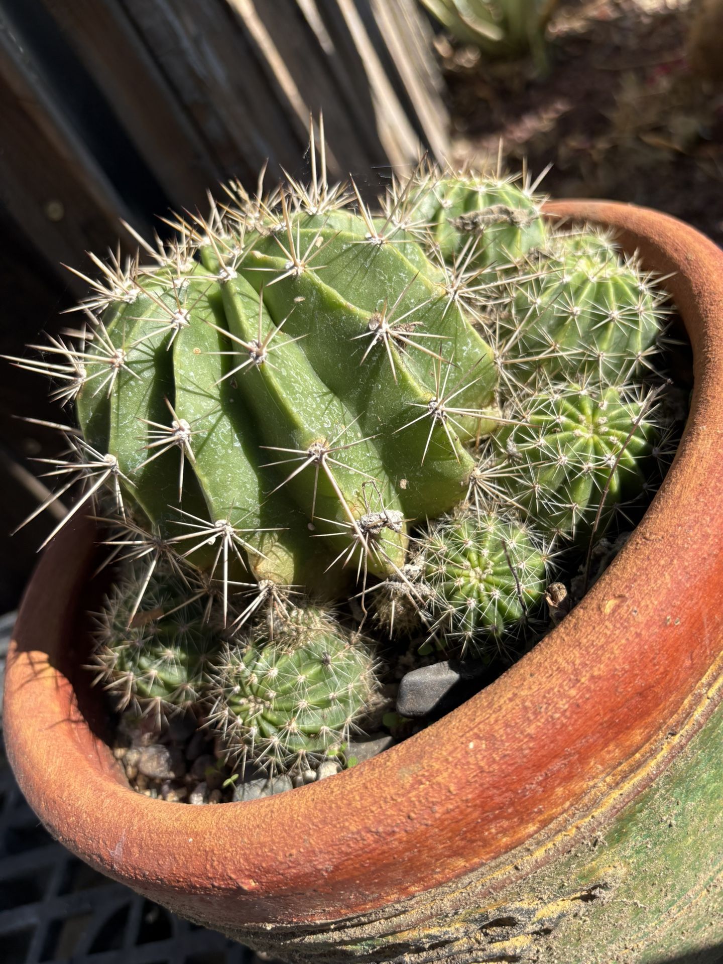 Easter Lily (head Hodge) Cactus Potted In Beautiful Terra Cotta Clay Pot , Lots Of Cactus Pups Green Finish Handmade Mexico Pot, Echinopsis
