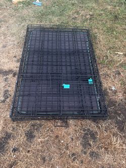 Dog Case