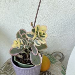 Tri color succulent.