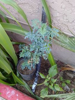 Plantas de chicas $10 cada una
