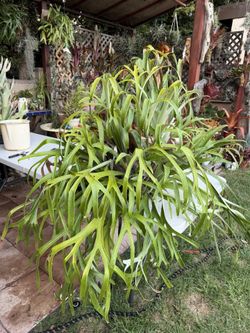 Staghorn Fern On Chain Ready To Be Hung From A Chain Under A Large Tree Branch
