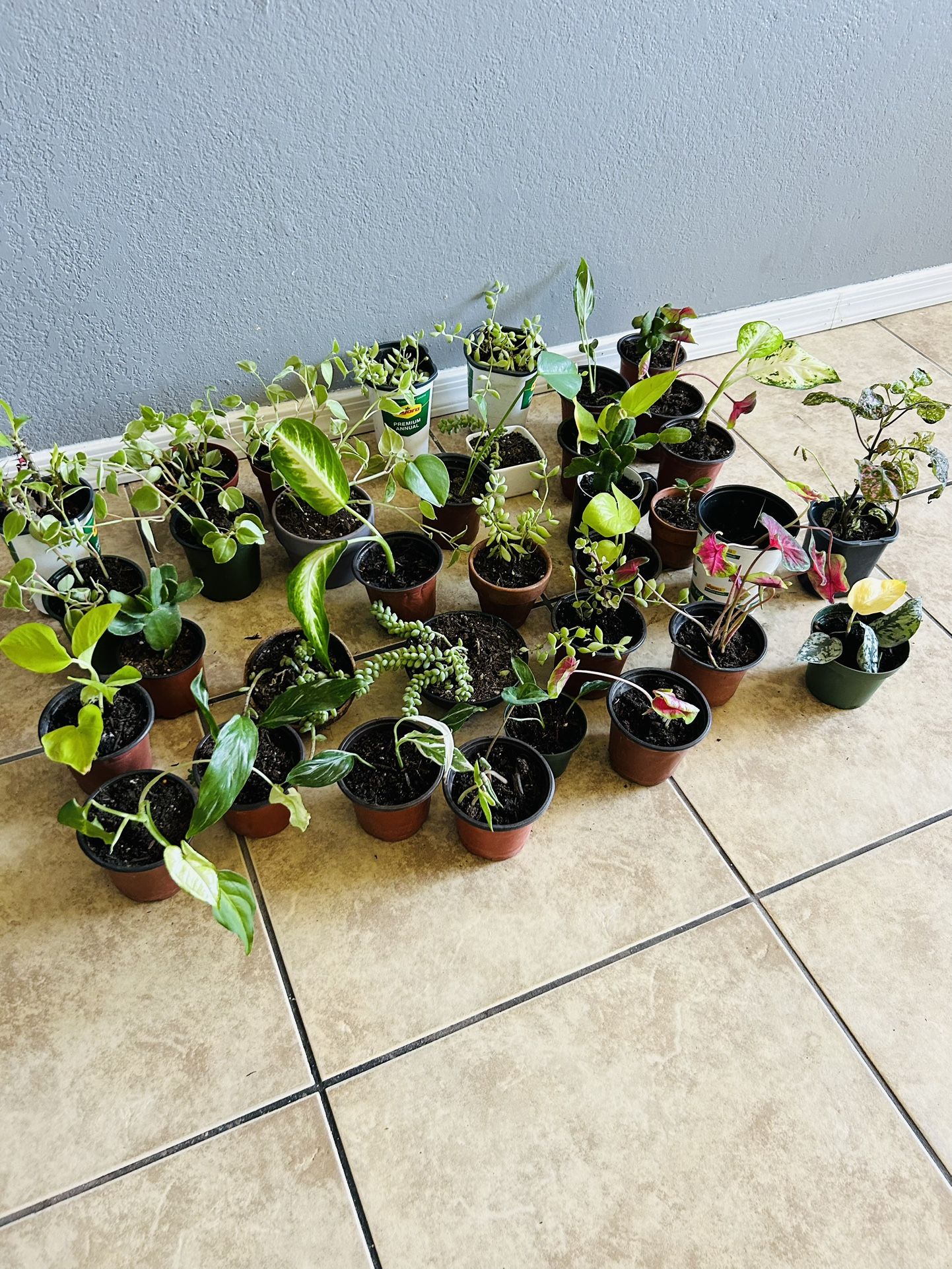 Plans For Sale 5 Each