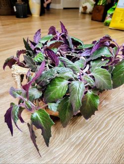 Purple Passion Plant In A Decorative Ceramic Planter 