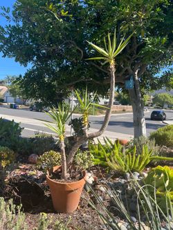 Beautiful Giant Yucca plant in pot