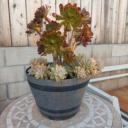 Succulent
