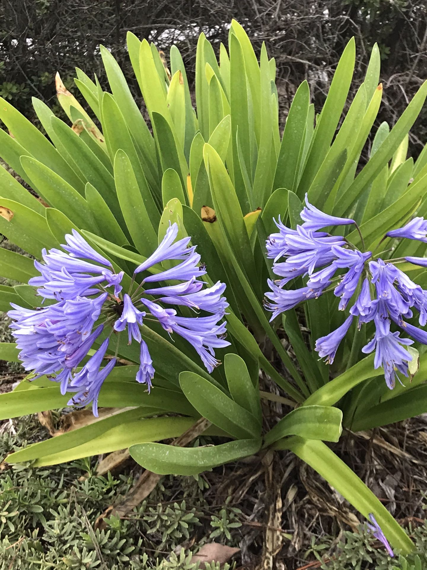Agapanthus Purple 5 Gallon