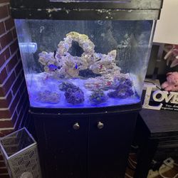 32 Gallon Biocube