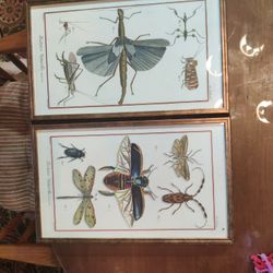 PAIR OF INSECT PRINTS - COPPER FRAMES