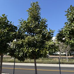 MAGNOLIA GRANDIFLORA