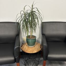 Live Plant, Dragon Tree Plant With The Pot