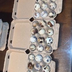 Jumbo Coturnix Quail Eggs