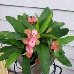 Crown Of Thorns