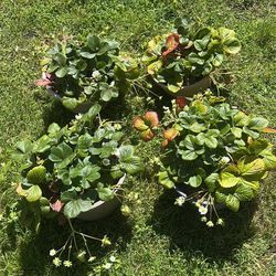 Strawberry Plants 
