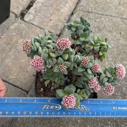 Succulent Plants 6” Pot 