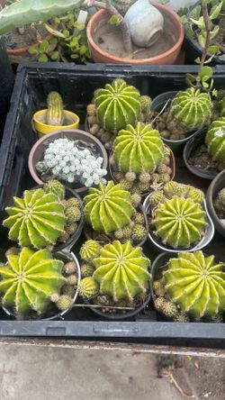 Cactus $3