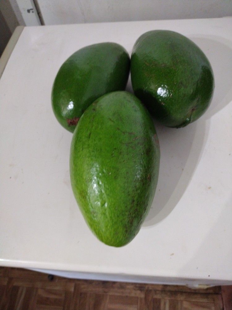 Nice Fresh Avocado π₯