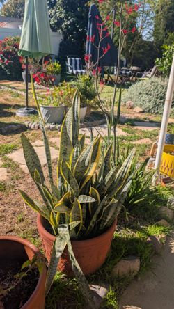 Plant