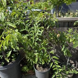 5+ feet tall White Peach Tree With Fruits On $98