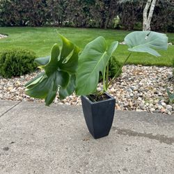 Monstera Deliciosa Philo In Tall Ceramic Pot