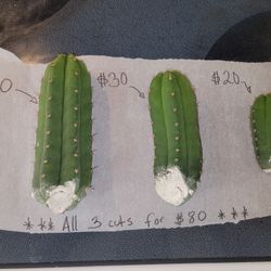Echinopsis Peruviana "San Pedro" Cuts