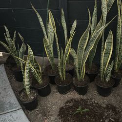 Snake Plant