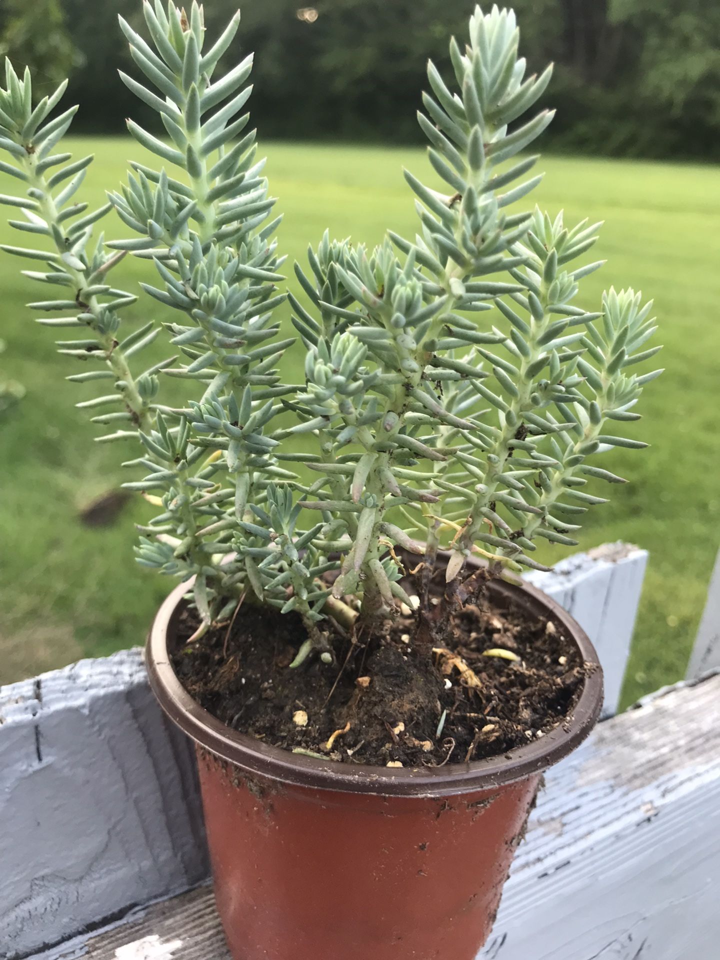 Spanish Stonecrop - Sedum -Live Succulent Plants (3.5 in pot)