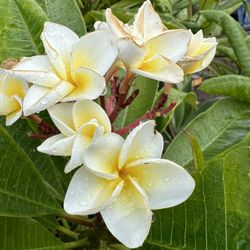 Plumeria