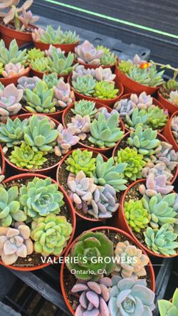 Echeverias