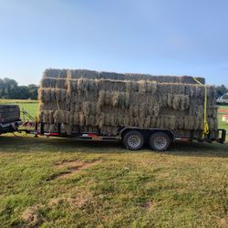Premium Quality Horse Hay