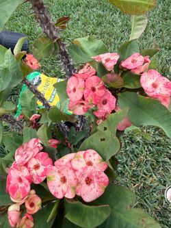 Crown of thorns