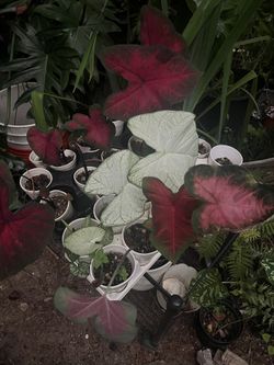 Caladium plants (read Description Below)