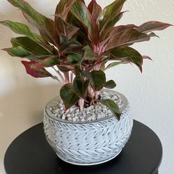Beautiful Red Agalonema In Ceramic Pot $40