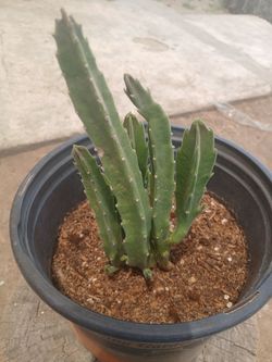 Stapelia gigantea plant 1 gallon 10$