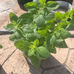 Lemon Balm 