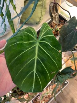 Philodendron gloriosum in self watering pot