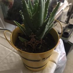 Alevera plants for sale