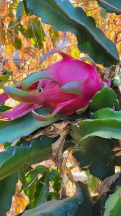 PLANTAS DE DRAGON FRUIT COLOR BLANCAS  Y COLOR ROSA