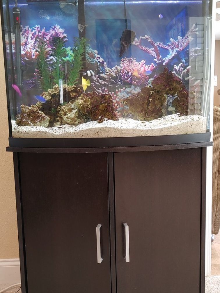Selling My 3 Year Old Tank With Fish And Stand