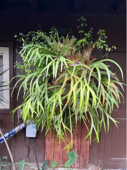 Staghorn fern