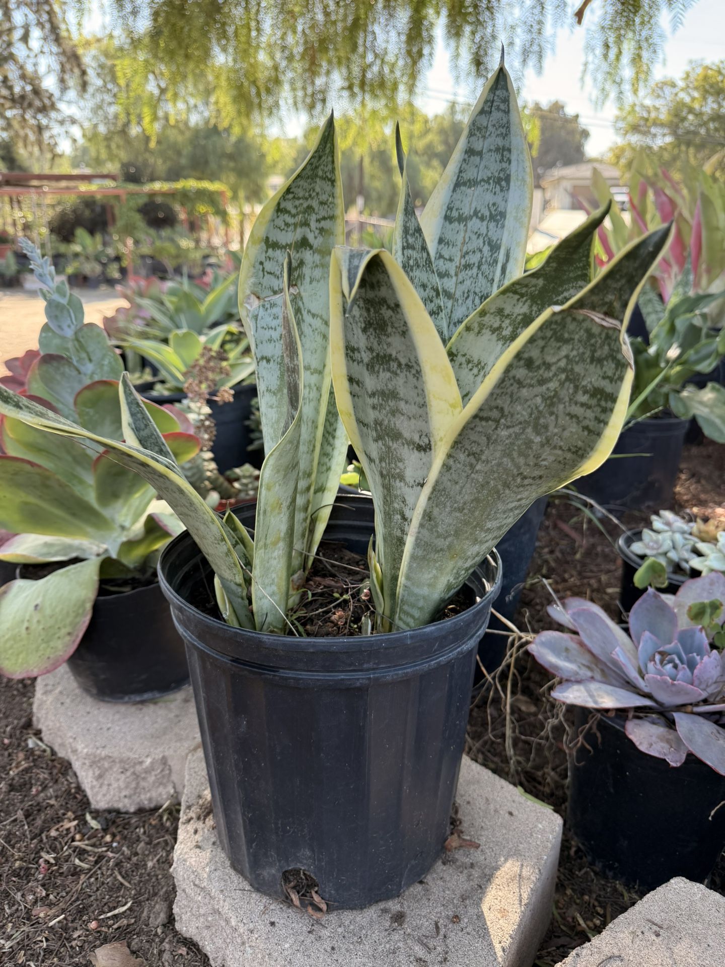 Snake Plant