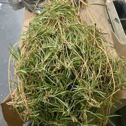 Free Spider Plant Babies to a Good Home!