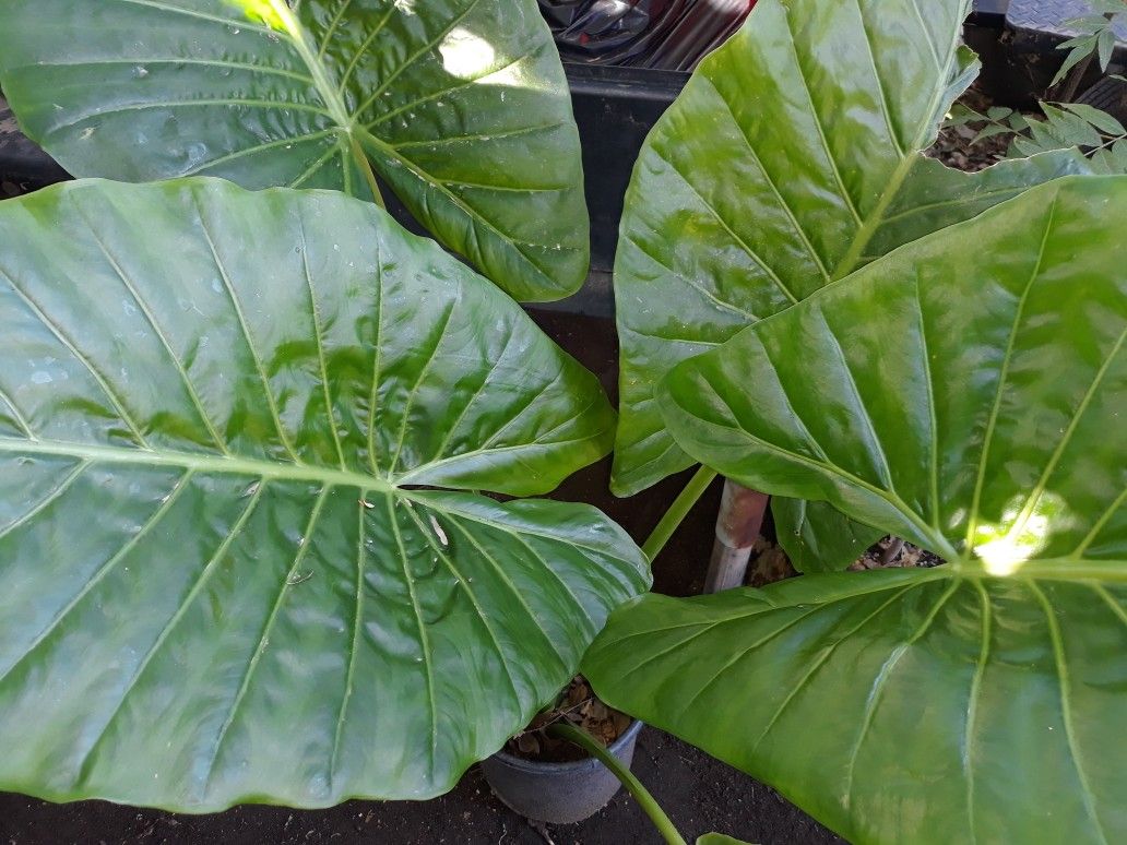 Elephant Ear Plant