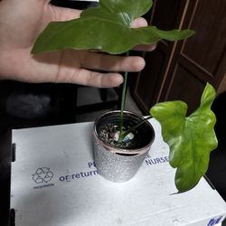 Philodendron Revolution