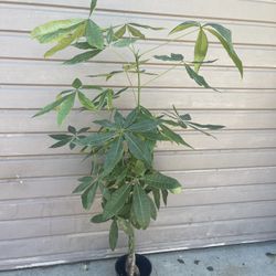 8” money tree 5ft tall 7leafs
