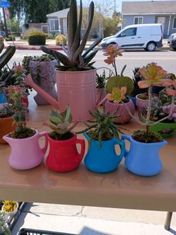 Variedad de plantitas.