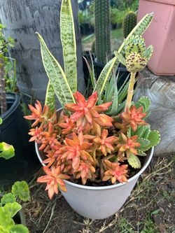 Very nice  pot