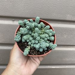 4” Sedum 