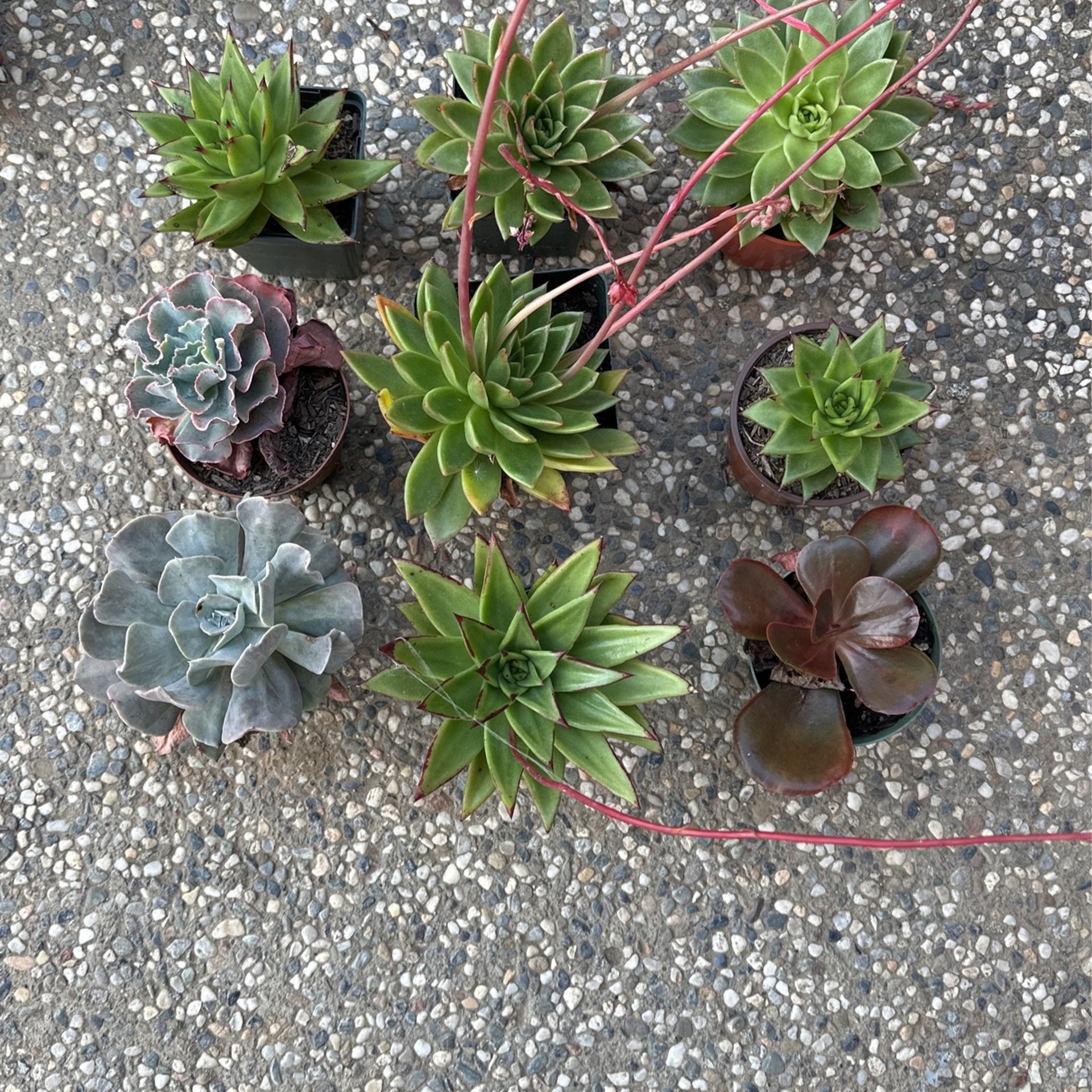 Echeveria Succulents - $4 Each